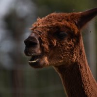 Wile Alpaca Farm